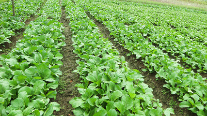 Fototapeta na wymiar Caisim or Choy sum plants growing on a farm. Choy sum or green cabbage (also known as Cai Xin or Chinese flowering cabbage) is one of the popular leaf vegetables in Indonesia