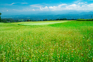 Fototapeta na wymiar 長野県下条村　そば畑の花が満開な風景　2022年撮影