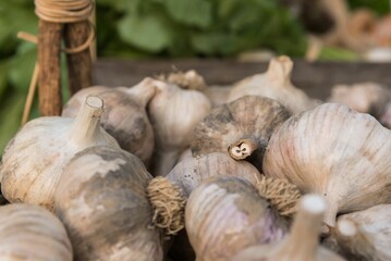 Farm fresh garlic close up and macro perspective in a bin at a farmer's market