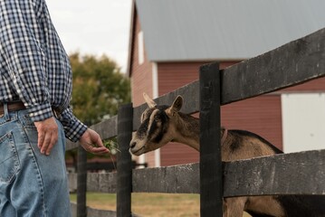 Male farmer hand feeding a goat on a farm on a sunny afternoon