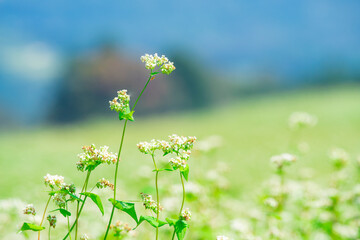 長野県下条村　そば畑の花が満開な風景　2022年撮影