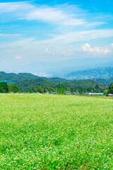 Fototapeta premium 長野県下条村 そば畑の花が満開な風景 2022年撮影