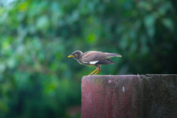 bird on a fence