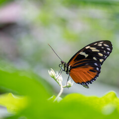 Obraz na płótnie Canvas African Monarch Butterfly on a Leaf