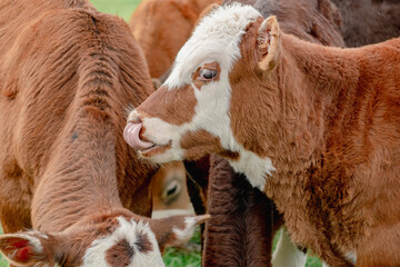 Closeup of Calf Licking His Nose