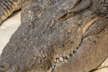 Closeup of a Crocodile Head with Selective Focus