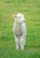 Obraz premium Spring Lamb Standing In Field