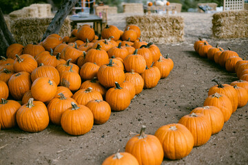 pumpkins on the ground