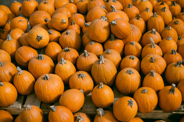 rows of small orange pumpkins