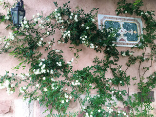 Fototapeta na wymiar 白い蔓バラとダスティピンクの壁
