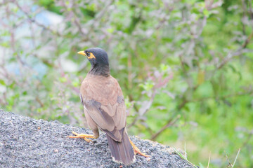 red winged blackbird