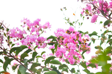 Obraz na płótnie Canvas pink flowers on white background