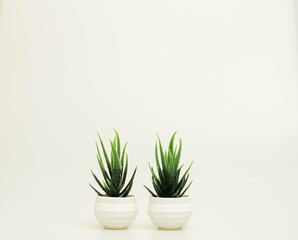 Beautiful miniature indoor plants shot isolated against a white background. 