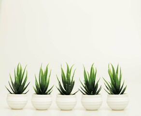 Beautiful miniature indoor plants shot isolated against a white background. 