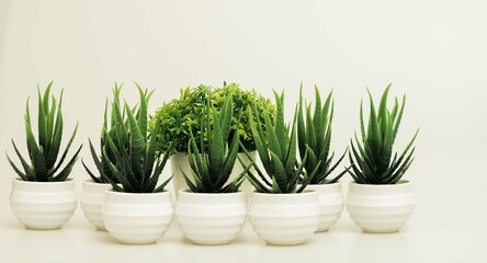 Beautiful miniature indoor plants shot isolated against a white background. 