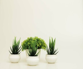 Beautiful miniature indoor plants shot isolated against a white background. 