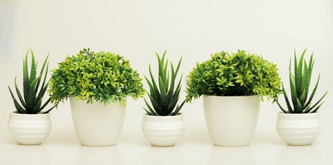 Beautiful miniature indoor plants shot isolated against a white background. 