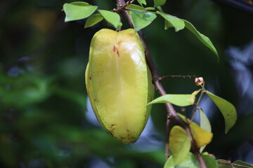 Cambodia. Averrhoa carambola is a species of tree in the family Oxalidaceae native to tropical...