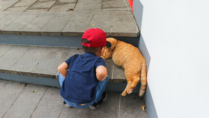 Toddler boy playing with cat, cat lover.