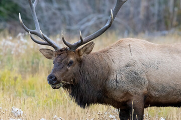 ELk Herd