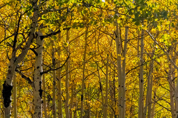 Fototapeta na wymiar Autumn Colors and Longs Peak