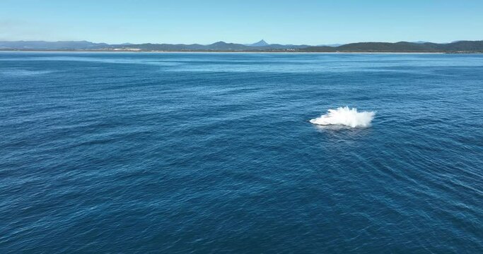 Humpback whale breaching in the water off Tweed Heads - note Mt Warning on the horizon