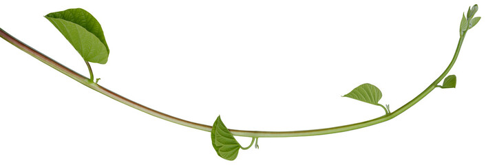 Vine plant, green leaves