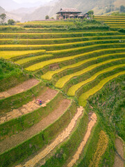Aerial view of golden rice terraces at Mu cang chai town near Sapa city, north of Vietnam. Beautiful terraced rice field in harvest season in Yen Bai, Vietnam