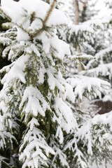 Branches of spruce under a layer of snow. Seasonal photos - winter. Vertical photo.