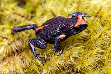Red-crowned Toadlet, Pseudophryne australis on moss