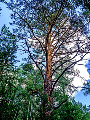 trunk of a large old pine tree on a mountain slope