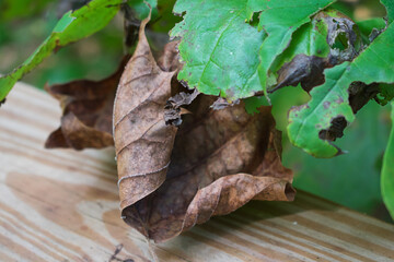 fall and summer veins