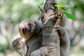 Costa Rican sloth hanging relaxed from a tree branch while playing, eating, yawning and trying to catch the camera with its claws