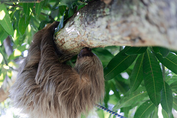 Costa Rican sloth hanging on a tree branch while biting the trunk and eating green leaves on a sunny day in the tropical forest © Luis González