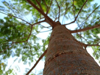 Petai or Parkia speciosa tree looking from below