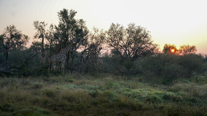 African Giraffes in the bush at sunrise &mdash; May 2022 &mdash; South Africa &mdash; Photograph by Mark Churms.