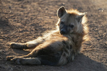African Hyena cub lying down at sunset (close-up) — May 2022 — South Africa — Photograph by Mark Churms. May 2022 — South Africa — Photograph by Mark Churms.