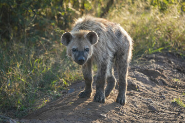 African Hyena cub standing (close-up) &mdash; May 2022 &mdash; South Africa &mdash; Photograph by Mark Churms. May 2022 &mdash; South Africa &mdash; Photograph by Mark Churms.