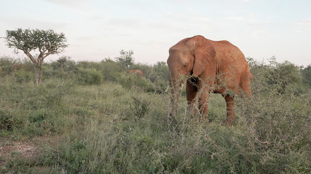 Photograph of African Elephant in the bush in the early morning — May 2022 — South Africa — Photograph by Mark Churms.