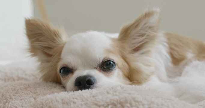 Little cute chihuahua dog with comfy bed easy relax sleeping look at camera. Close-up puppy lying down on floor at home taking a break in good warm time weekend holiday.