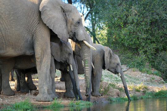 Photograph of baby African Elephants, adults and youngsters, coming to take a drink at a watering hole — May 2022 — South Africa — Photograph by Mark Churms.