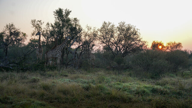African Giraffes in the bush at sunrise — May 2022 — South Africa — Photograph by Mark Churms.