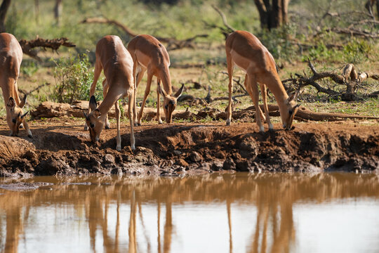 African Impala drinking at a watering hole— May 2022 — South Africa — Photograph by Mark Churms.