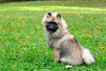 Keeshond - funny dog ​​puppy sits on a green field. Close-up.
