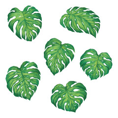 Set of tropical monstera leaves © floral
