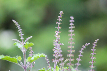 flower in the garden