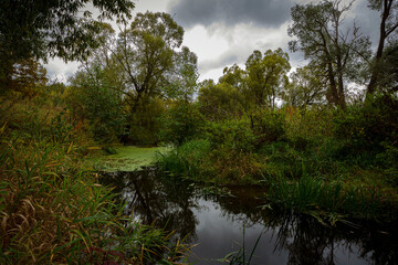 Fototapeta na wymiar Forest green swamp with sky reflection.. 