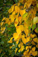 Birch leaves in transition from green to yellow.