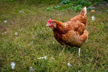 A close-up red chicken walks through the village.