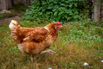 A close-up red chicken walks through the village.